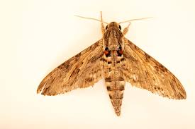 Attēlu rezultāti vaicājumam “Agrius convolvuli”