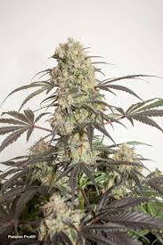 Attēlu rezultāti vaicājumam “Cannabis sativa fruit”