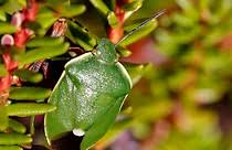 Attēlu rezultāti vaicājumam “Chlorochroa juniperina”