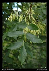 Attēlu rezultāti vaicājumam “Fraxinus pennsylvanica male flower”