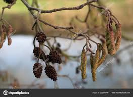 Attēlu rezultāti vaicājumam “Alnus glutinosa flower”