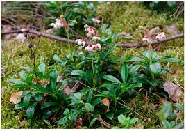 Attēlu rezultāti vaicājumam “Chimaphila umbellata leaf”