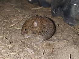 Attēlu rezultāti vaicājumam “Cricetidae”