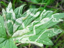 Attēlu rezultāti vaicājumam “Phytomyza ranunculi”