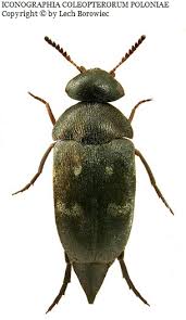 Attēlu rezultāti vaicājumam “Mordellidae”