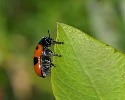 Attēlu rezultāti vaicājumam “Clytra quadripunctata”