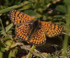 Attēlu rezultāti vaicājumam “Melitaea cinxia underside”