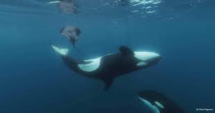 Image result for Orcinus orca