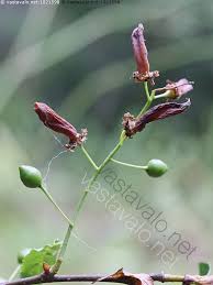 Attēlu rezultāti vaicājumam “Taphrina padi”
