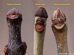 Attēlu rezultāti vaicājumam “Fraxinus pennsylvanica male flower”