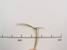 Attēlu rezultāti vaicājumam “Najas minor leaf”