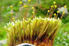 Attēlu rezultāti vaicājumam “Philonotis calcarea”