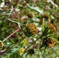 Attēlu rezultāti vaicājumam “Bidens frondosa flower”