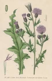 Attēlu rezultāti vaicājumam “Cirsium arvense”