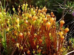 Attēlu rezultāti vaicājumam “Splachnum ampullaceum sporophyte”