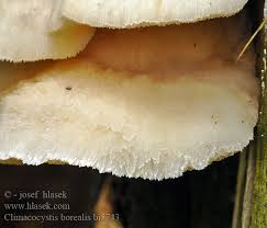 Attēlu rezultāti vaicājumam “Climacocystis borealis”