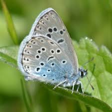 Attēlu rezultāti vaicājumam “Phengaris arion upperside”