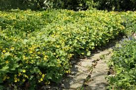 Attēlu rezultāti vaicājumam “Waldsteinia geoides”