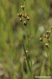 Attēlu rezultāti vaicājumam “Juncus alpinoarticulatus leaf”