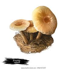 Attēlu rezultāti vaicājumam “Xeromphalina campanella”