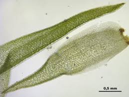 Attēlu rezultāti vaicājumam “Leucobryum glaucum”