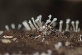 Attēlu rezultāti vaicājumam “Phleogena faginea stalked”