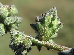 Attēlu rezultāti vaicājumam “Atriplex patula”