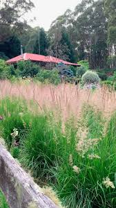Attēlu rezultāti vaicājumam “Calamagrostis purpurea fruit”