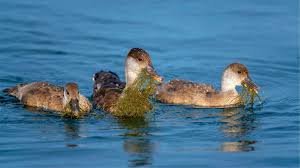 Attēlu rezultāti vaicājumam “Chara intermedia male”