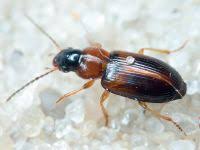 Attēlu rezultāti vaicājumam “Acupalpus flavicollis”