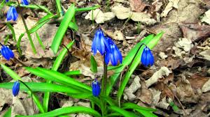 Attēlu rezultāti vaicājumam “Scilla siberica leaf”