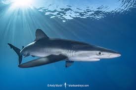 Image result for Prionace glauca