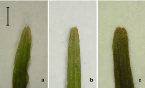 Attēlu rezultāti vaicājumam “Stuckenia filiformis leaf”