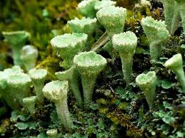 Attēlu rezultāti vaicājumam “Cladonia pyxidata”