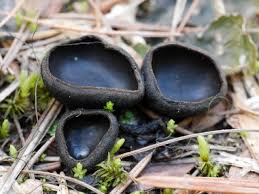 Attēlu rezultāti vaicājumam “Pseudoplectania nigrella”