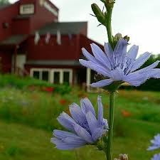 Image result for Cichorium intybus