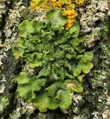 Attēlu rezultāti vaicājumam “Pleurosticta acetabulum”