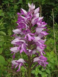 Attēlu rezultāti vaicājumam “Orchis militaris flower”