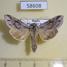 Attēlu rezultāti vaicājumam “Autographa excelsa”