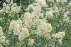 Attēlu rezultāti vaicājumam “Thalictrum lucidum flower”