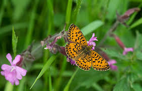 Attēlu rezultāti vaicājumam “Mellicta athalia underside”