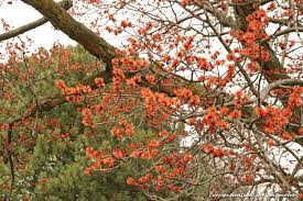 Attēlu rezultāti vaicājumam “Acer rufinerve flower”