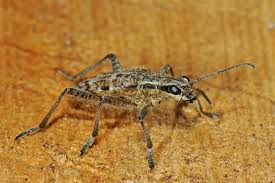 Attēlu rezultāti vaicājumam “Rhagium inquisitor”