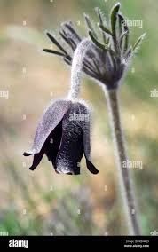 Attēlu rezultāti vaicājumam “Pulsatilla pratensis”