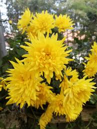 Attēlu rezultāti vaicājumam “Crepis paludosa flower”