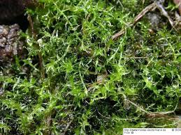 Attēlu rezultāti vaicājumam “Hygroamblystegium humile”