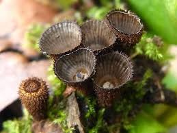 Attēlu rezultāti vaicājumam “Cyathus striatus”