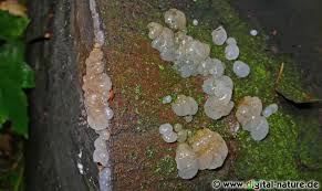 Attēlu rezultāti vaicājumam “Exidia cartilaginea”