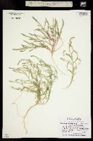 Attēlu rezultāti vaicājumam “Corispermum hyssopifolium”