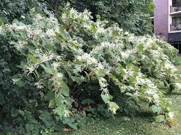 Attēlu rezultāti vaicājumam “Reynoutria sachalinensis flower”